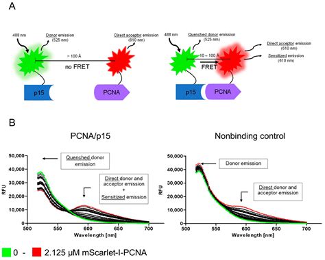 IJMS Free Full Text A FRET Based Assay For The Identification Of