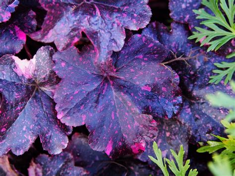 Top Plants With Purple Leaves The English Garden