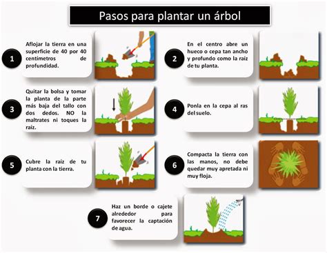 Plantar Un Arbol Pasos Probiomex