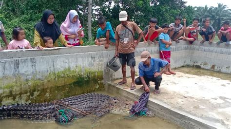 Sering Muncul Ke Permukaan Sungai Buaya Betina Sepanjang Meter