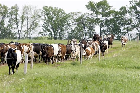 Uw Madison Helps Train Aspiring Farmers Enrolled In ‘the Mba Of Dairy