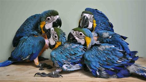 Wild Blue And Gold Macaw Parrots