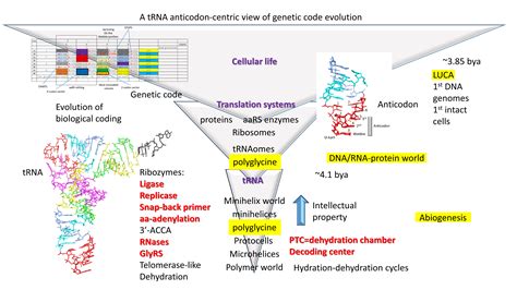 Life Free Full Text Evolution Of Life On Earth TRNA Aminoacyl