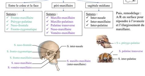 Croissance Partie Flashcards Quizlet