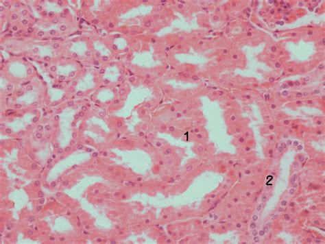 Túbulo Contorcido Distal Atlas de Histologia Veterinária