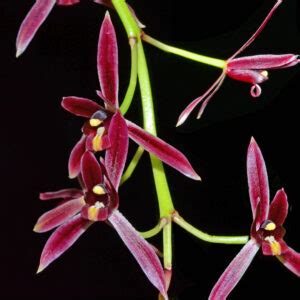 Cymbidium Dayanum Var Red Giulio Celandroni Orchidee