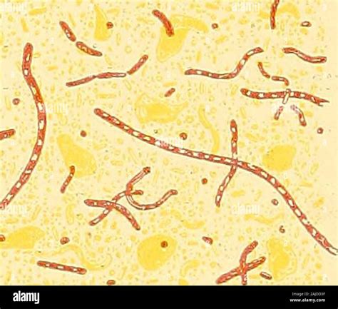 Bacillus subtilis granulos fotografías e imágenes de alta resolución