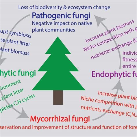 Fungal Diversity And Forest Ecosystem Overall Different Types Of