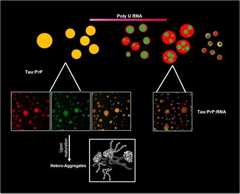 Tau Prion Condensate Mimics Dysregulated Coacervation In Neuropathology