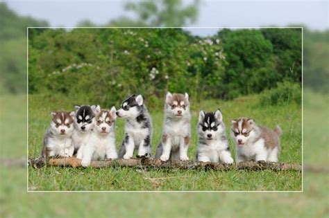 Photo Elevage Husky Chiot Husky Vendre Eleveur Passion De Husky Lof