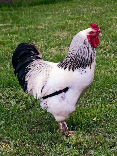 Large White Rooster Photograph By Sally Weigand Pixels