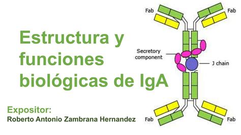 Estructura y funciones biológicas de IgA El Estudiante Médico