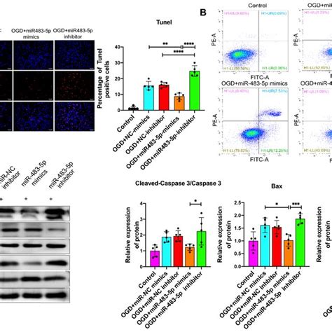 Effects Of Mir P On Ogd R Induced Pc Cells Apoptosis A Tunel