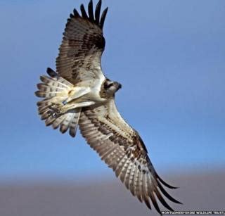 Osprey Egg Hatches On Cors Dyfi Reserve In Powys Bbc News