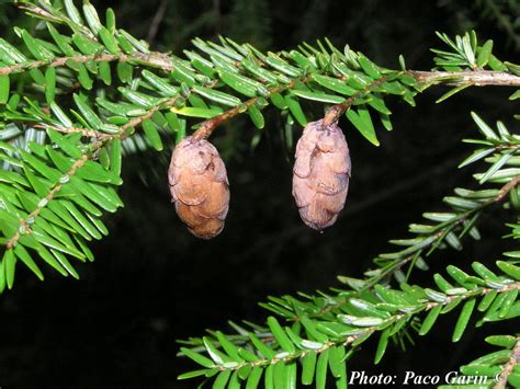 Tsuga heterophylla - Description | CG Encyclopedia