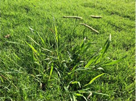 Common Weeds in Alabama (Identification & Pictures) - Lawn Affection