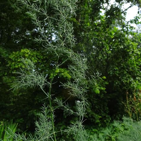 Asparago Selvatico Asparagus Acutifolius Semi