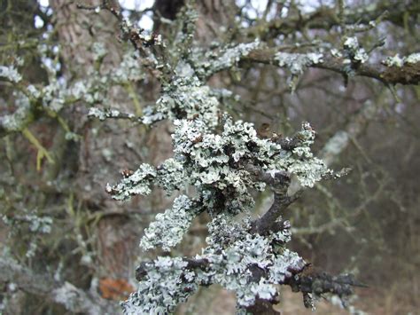 Bildet tre natur skog gren blomstre snø vinter anlegg blad