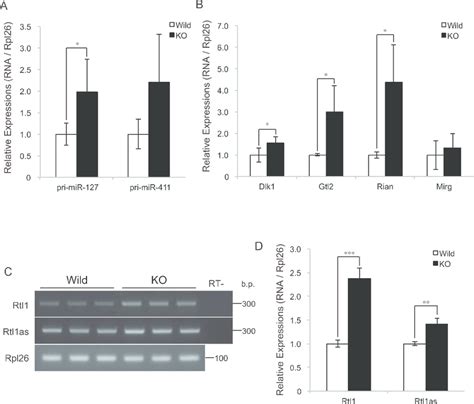 Myostatin Deficiency Increases Transcription At The Dlk Dio Locus