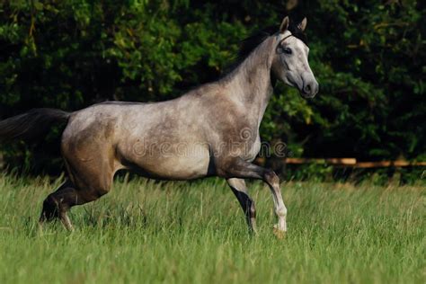 Grey arabian horse stock photo. Image of mare, active - 10538882