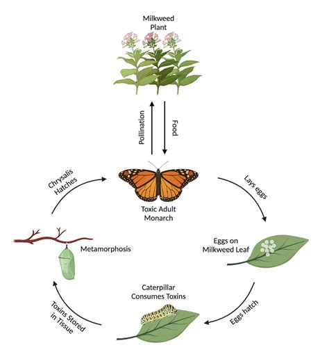 Chapter Parasitism And Mutualism Applied Ecology