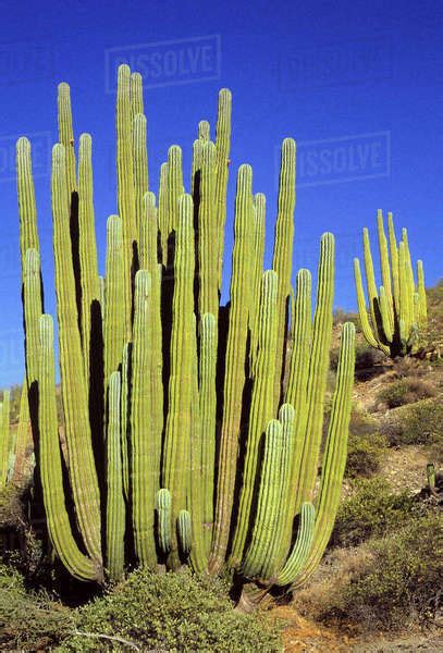 Giant Cardon Cactus Baja California Mexico Stock Photo Dissolve