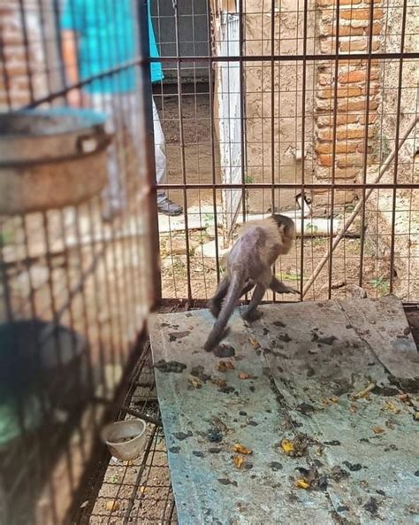 Macaco prego é resgatado em ação de combate aos crimes ambientais em