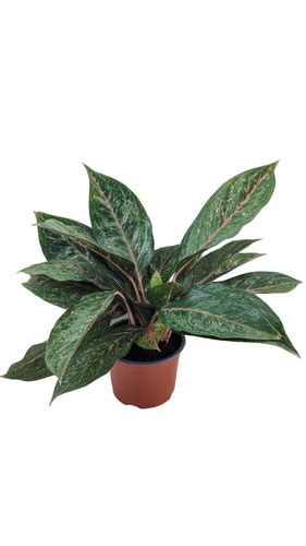 Aglaonema Jade Vivero R O Fr O