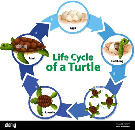 Arriba 99 Foto Ciclo D Vida D La Tortuga Cena Hermosa