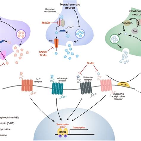 Key Mechanisms Of Action For The Antidepressants SSRI TCA And