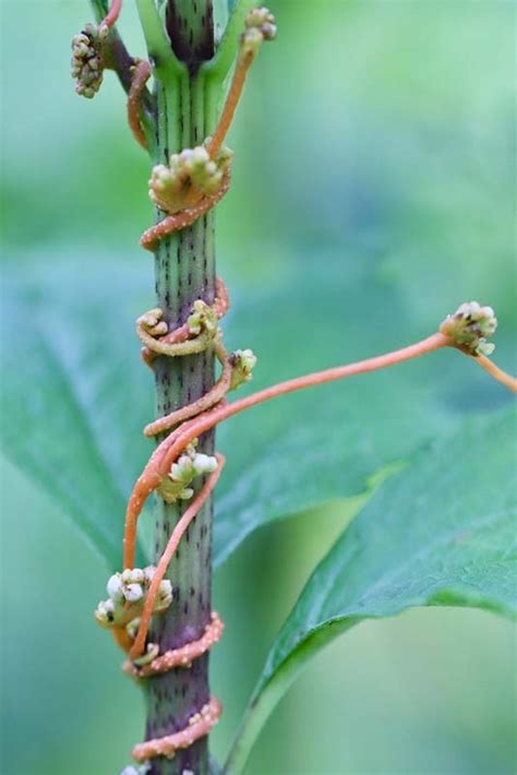 Vampire Plants Just In Time For Spooky Season Denver Botanic Gardens