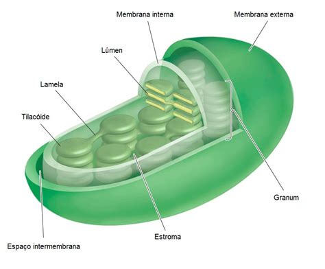 Mitocôndria Cloroplasto E Endossimbiose Resumo De Biologia