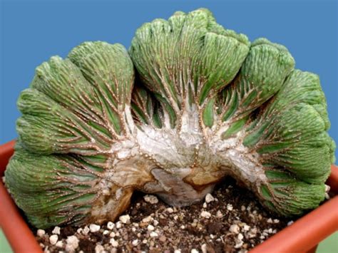 Euphorbia Obesa Cristata World Of Succulents