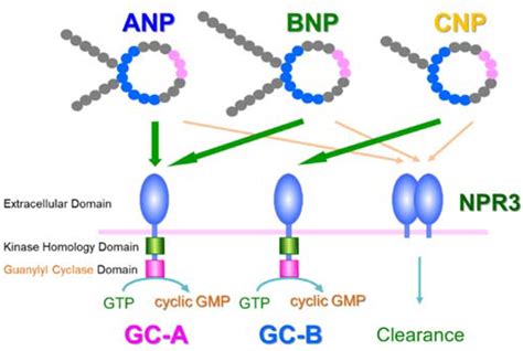 Biology Free Full Text Molecular Mechanism Of Blood Pressure