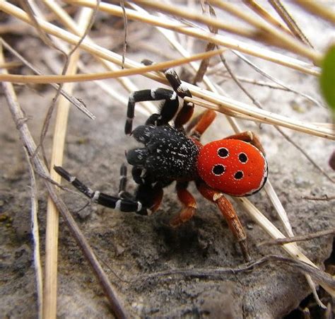 Spotting Image 1 | Aracnídeos, Belas criaturas, Animais estranhos