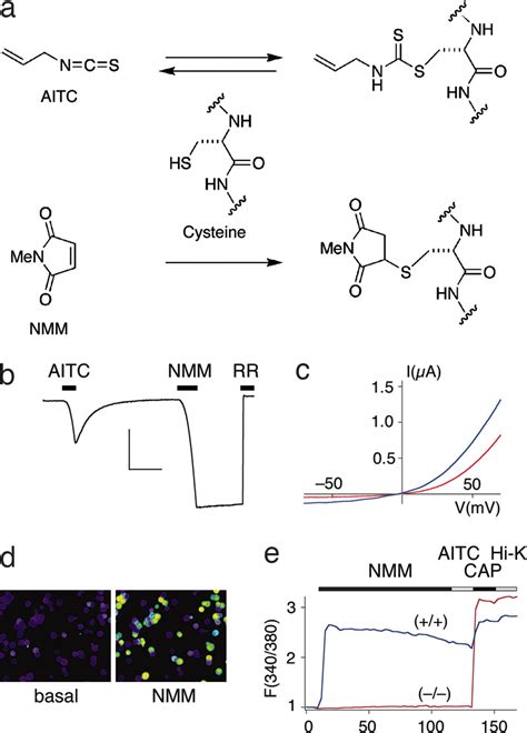 Trp Channel Activation By Reversible Covalent Modification Pnas