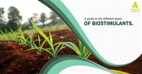 A Guide To The Different Types Of Biostimulants