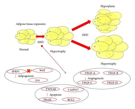 The Adipose Tissue Expansion Is Produced Via Hypertrophy In A First