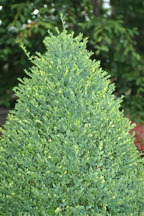 Buxus X Green Mountain Green Mountain Boxwood Scotts Garden Centre