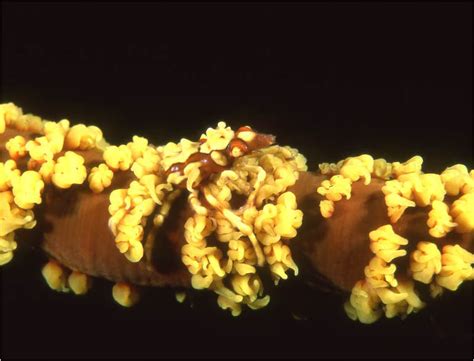 xenocarcinus tuberculatus camouflaged spider crab  seawhip