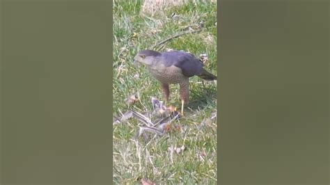 Cooper S Hawk Eating Robin Youtube