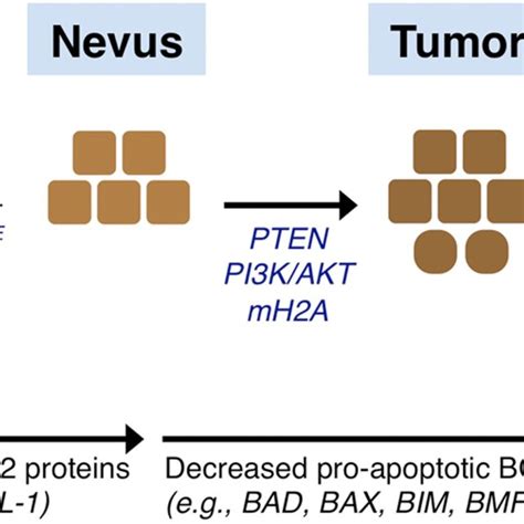 The BCL-2 family of proteins. The BCL-2 family of proteins is divided ...