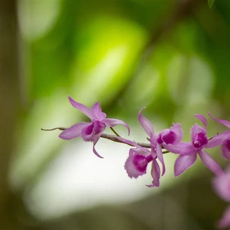 Secretos para lograr una rápida y exuberante floración de orquídeas