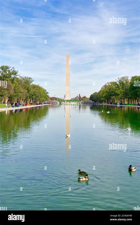 Birds Swimming In The Lincoln Memorial Reflecting Pool Located On The