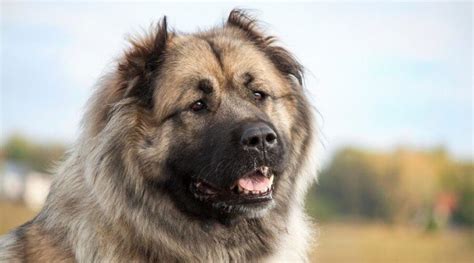 Caucasian Shepherd Dog - Native Breed.org