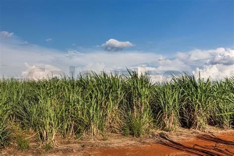 Brazilian Sugar Cane Stock Image Colourbox