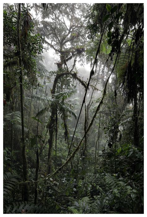 Cloudforest Pichincha Province Ecuador Joseph Beck Flickr