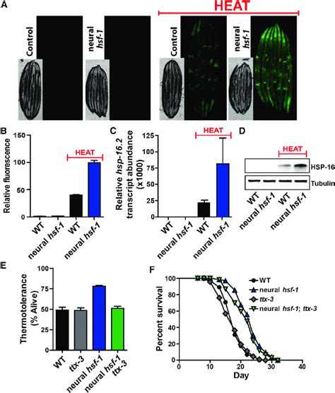 Neural Hsf 1 Overexpression Enhances Heat Inducible Chaperone Download Scientific Diagram