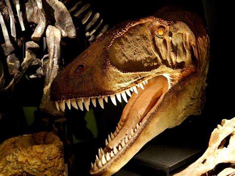 Carcharodontosaurus Meaning Shark Toothed Lizard A Theropod From