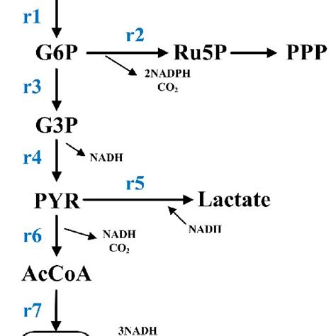 Central Metabolic Pathway Metabolic Network Diagram Containing The Download Scientific Diagram